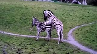 Zebra mating  Must watch HD Full [upl. by Alyar]