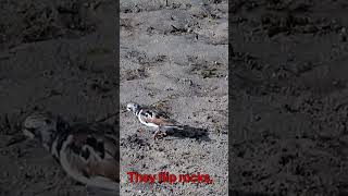 Ruddy Turnstone foraging on coastline [upl. by Auqenehs]