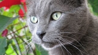 Cats Take Up Residence at the Hermitage Museum [upl. by Critta]