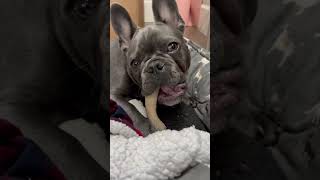 Puppy Frenchie chewing bone ASMR [upl. by Ellerehc]