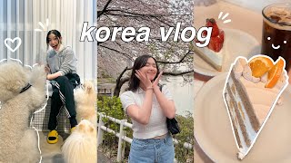 KOREA VLOG 2023 cafe hopping fun things to do in seoul dog cafe meeting friends [upl. by Erdnassac728]