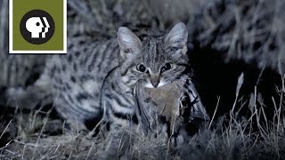 African Wildcat The Cat That Domesticated Us [upl. by Threlkeld617]