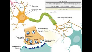 Intro to Neuroscience [upl. by Acirret775]