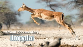 Impala Animal Documentary [upl. by Shari886]