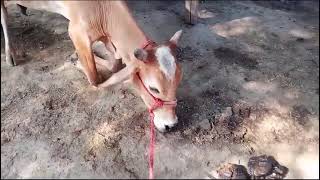 Hypocalcemia hypothermia nervousness cow staggered goatfarming [upl. by Burrton]