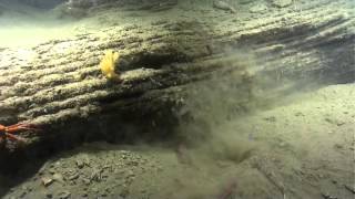 Predation Events Atlantic Canyons amp Seamounts 2014 [upl. by Dieterich]