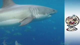 Alarm As Shark Attacks On The Rise In Australia [upl. by Hcirdla]