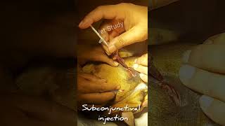 Subconjunctival injection in dog💉  Veterinary Surgery  Aniket tyagi [upl. by Ayt240]