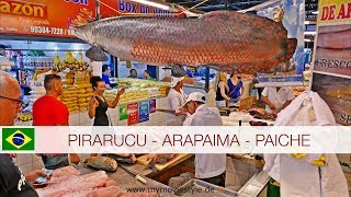 PIRARUCU  ARAPAIMA  PAICHE [upl. by Eilesor]