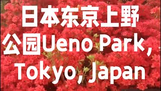 游览日本东京上野公园 Visit Ueno Park in Tokyo Japan [upl. by Geddes724]