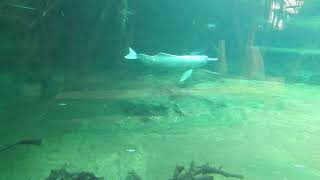 背泳ぎするアマゾンカワイルカ Amazon river dolphin 2018 0219 [upl. by Caresse540]