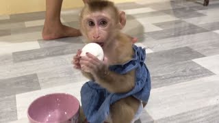 Monkey Baby Eating A Fertilized Duck Egg [upl. by Alletse]