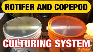 Rotifer and Copepod Culturing System How to raise rotifers and copepods [upl. by Gentille]