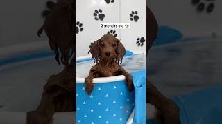 3 months of a puppy’s swimming journey 🐶🐾🛁 puppy asmr asmrsounds dog viralshorts [upl. by Jahdal]