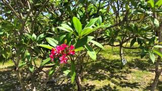 Frangipani Gardens Denpasar Bali [upl. by Latricia785]