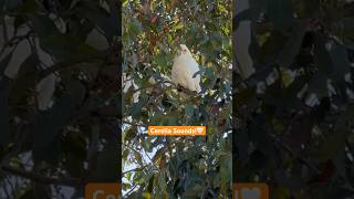 Corella Cockatoo Sounds A unique Australian Parrot 🦜 corella bird sounds [upl. by Doolittle]