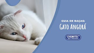 Tudo sobre o Gato Angorá  Guia de Raças  Chemitec [upl. by Aneloc]