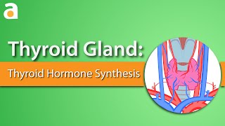 Thyroid Gland Thyroid Hormone Synthesis [upl. by Eevets]