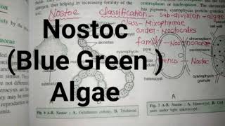 Nostoc blue green Algae [upl. by Atalee100]