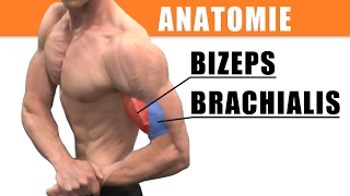 Anatomie Bizeps  richtiges Bizepstraining  Bizeps dehnen [upl. by Adala]