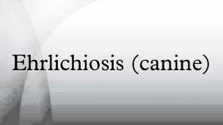 Ehrlichiosis canine [upl. by Plato248]