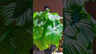 Calathea Orbifolia [upl. by Nelag]