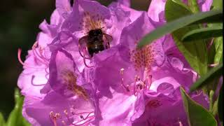 BEE FLOWER POLLINATION EXCLUSIVE FOOTAGE  FREE HD STOCK ARCHIVE [upl. by Marquita]