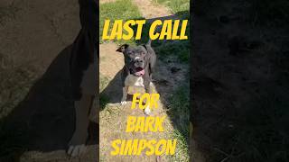 🚨🆘FINAL CALL FOR Bark Simpson ACT FAST🆘🚨 [upl. by Aretahs889]