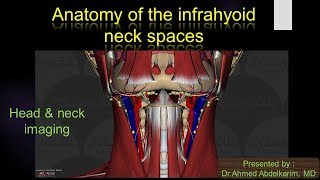 5Anatomy of the infrahyoid neck spaces [upl. by Dinerman]