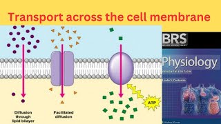 BRS Physiology  Transport across the Cell Membrane  Simple diffusion and Facilitated diffusion [upl. by Aihsia]