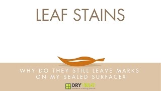 Porous Materials  Common Problems Leaf Stains [upl. by Carine897]