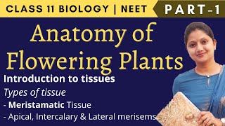 Anatomy Of Flowering Plants  Class 11 Biology  Part1 [upl. by Phelgon]