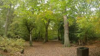 Walking in London Highgate Wood 4K Binaural [upl. by Ettenaej]