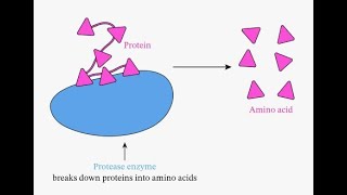 Classification of Proteolytic Enzymes Protease based on different Parameters [upl. by Tonjes]