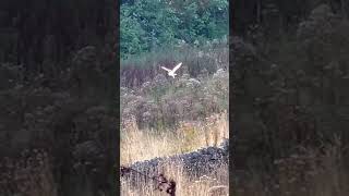 Graceful Barn Owl flying in search of food barnowl owl [upl. by Arvid2]