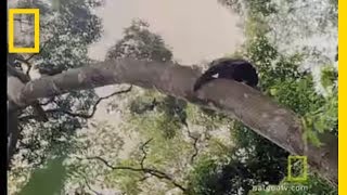 Chimps Hunting in Trees  National Geographic [upl. by Allx]