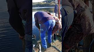 Takking up crabs with slaugen fishing automobile sailing fish sailboating [upl. by Sirtimed]