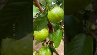 How to Grow Guava at Home Using Unique Technique plants shorts farming [upl. by Elfrieda]