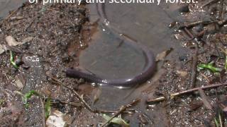 Caecilian  The Virtual Rainforest [upl. by Llevert683]