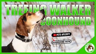 Treeing Walker Coonhound The Cutest Dog EVER [upl. by Upali]