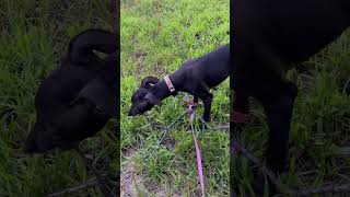 Italian greyhound Iris puppy chewing [upl. by Nancie]