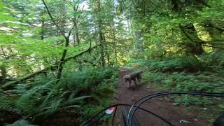 Mtn biking Silver Falls Catamount trail with Daniel amp poodles 4K [upl. by Bergh680]