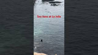 La Jolla seals🔥🔥🔥 [upl. by Jarid]