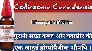 Collinsonia Canadensis  Use For Chronic Constipation amp Bleeding Piles Homoeopathicvines [upl. by Yvette]