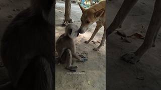 बंदर और कुत्ते की दोस्ती  friendship of monkey with dog 🤔 [upl. by Ayekehs]