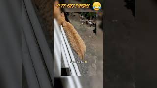 VIDEOS GRACIOSOS de GATOS 🤣 ¡KAREN  si te ries pierdes version gatos [upl. by Adnavoj]