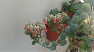 Kalanchoe Laxiflora violacea florida🌸Kalanchoe Marnieriana florida 🌸💮🌼 [upl. by Zaneski720]