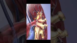 3D animation of excretory system 3danimation physiology shorts [upl. by Loeb]