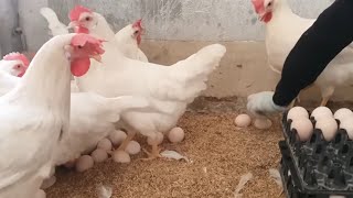 Egg Laying White layer Murgi FOr Sale  Layer Hen Farming  Poultry Ideas [upl. by Sivam]