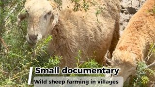 wild 🐏 sheeps farming in village small documentarywildsheepdocumentary [upl. by Reste]